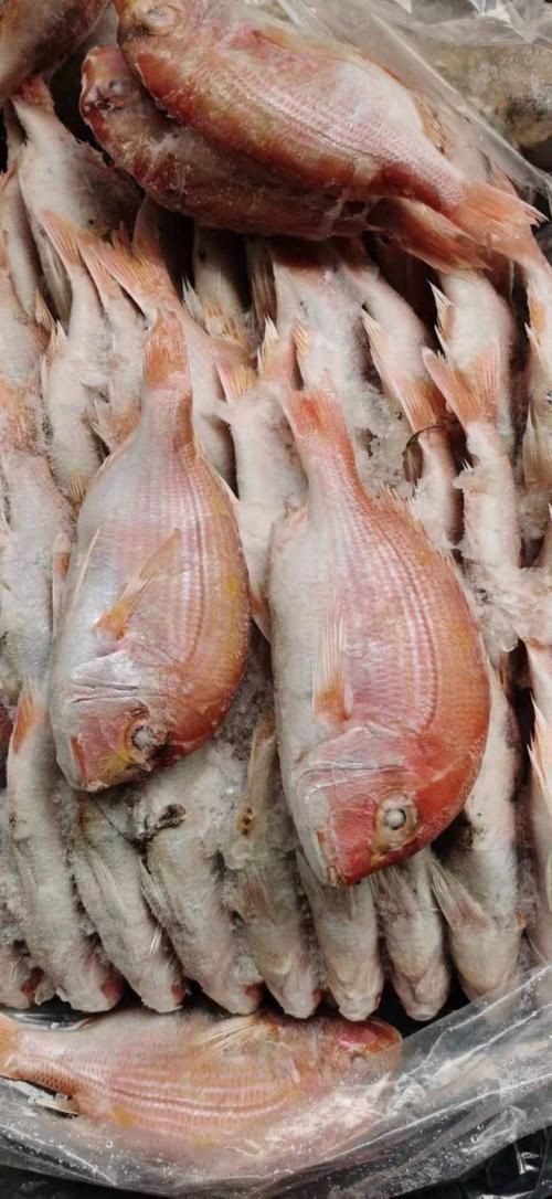 紅鯛魚圖片 紅鯛魚圖片 龍魚論壇 第14張