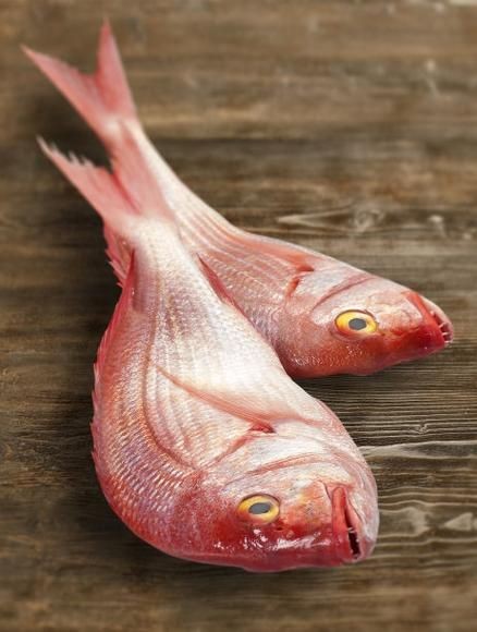 紅鯛魚圖片 紅鯛魚圖片 龍魚論壇 第21張