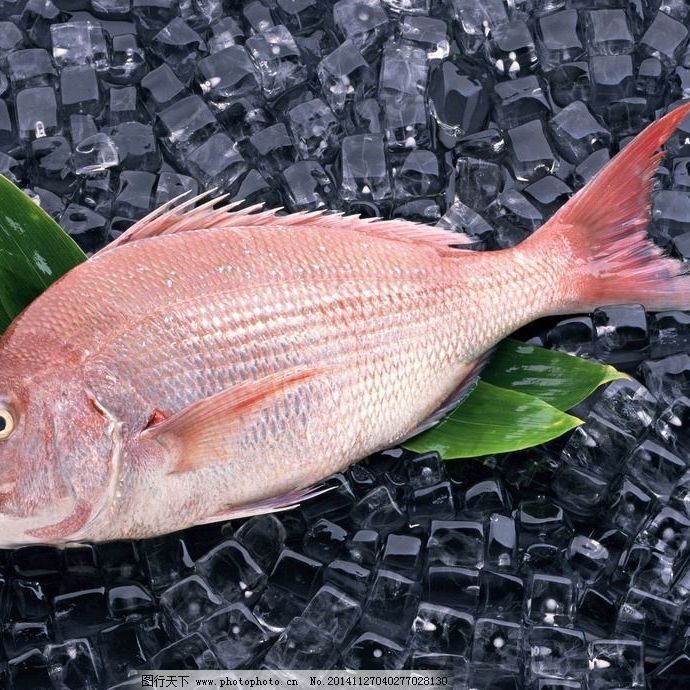紅鯛魚圖片 紅鯛魚圖片 龍魚論壇 第28張