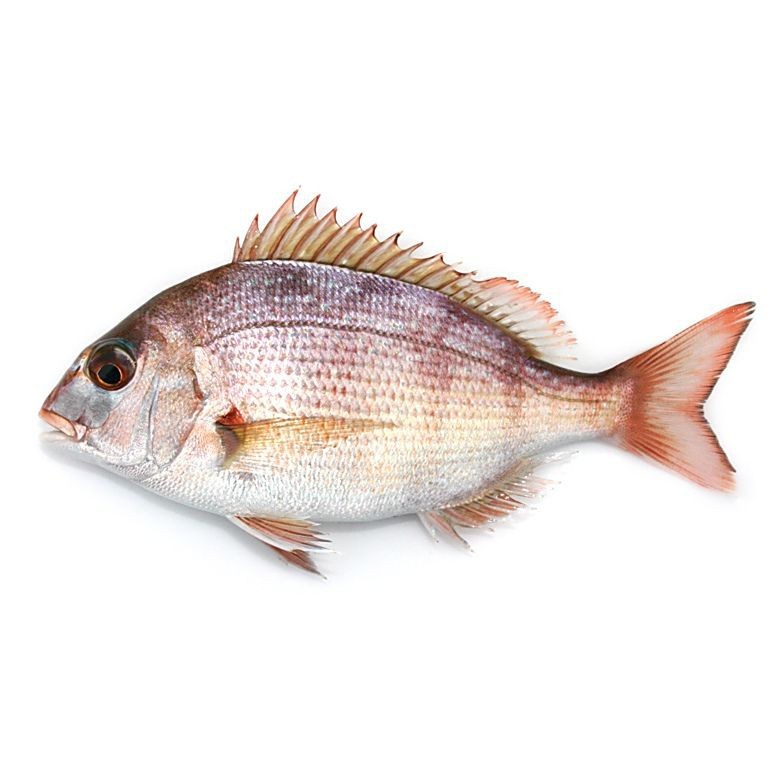 紅鯛魚圖片 紅鯛魚圖片 龍魚論壇 第26張