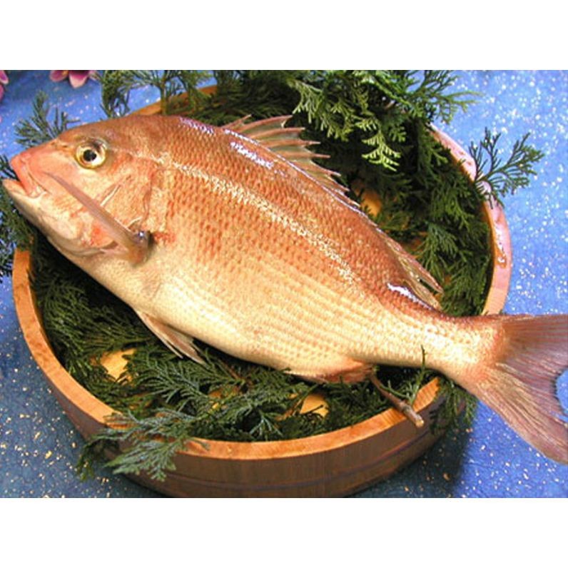 紅鯛魚圖片 紅鯛魚圖片 龍魚論壇 第24張