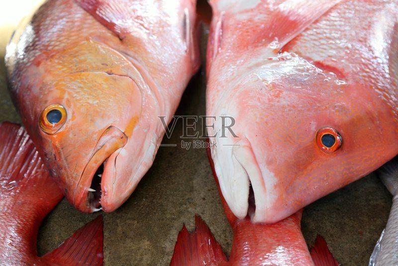紅鯛魚圖片 紅鯛魚圖片 龍魚論壇 第34張