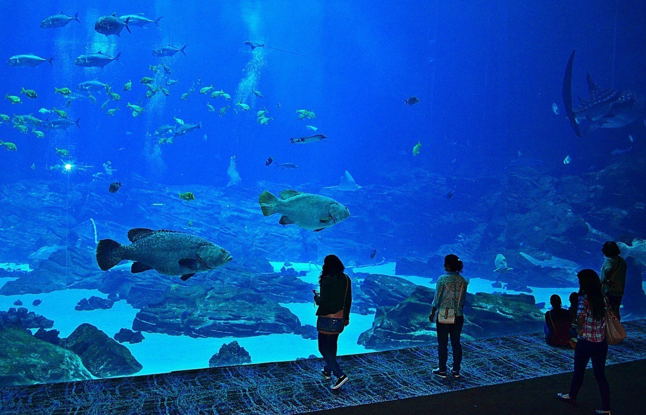 駐馬店市驛城區(qū)英皇觀賞魚水族館（駐馬店市驛城區(qū)英皇觀賞魚水族館電話）