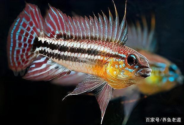 荷蘭鳳凰為什么不建議養(yǎng)呢 荷蘭鳳凰為什么不建議養(yǎng)呢 龍魚論壇 第3張