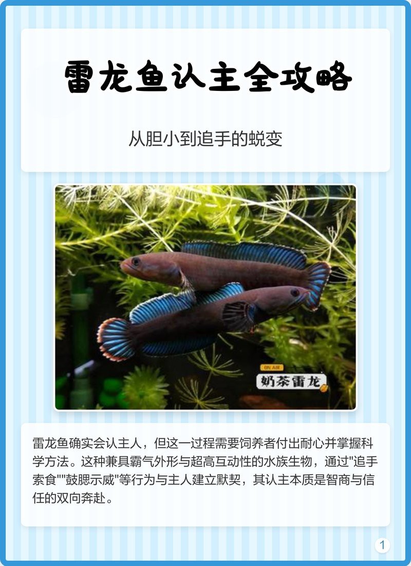 鬼王雷龍幼魚多久會長大？ 鬼王雷龍幼魚多久會長大？ 龍魚論壇 第4張