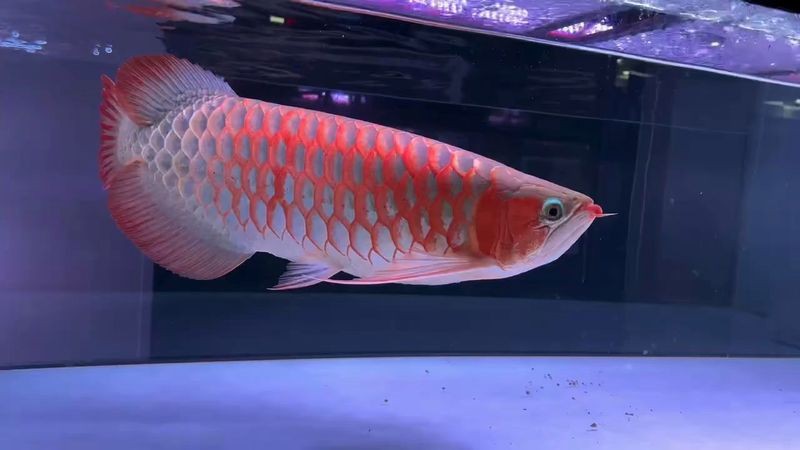 能推薦一些紅燒金龍魚的搞笑視頻嗎？，“紅燒金龍魚”類搞笑視頻有哪些？