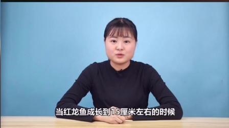 龍魚發色期間如何喂養？