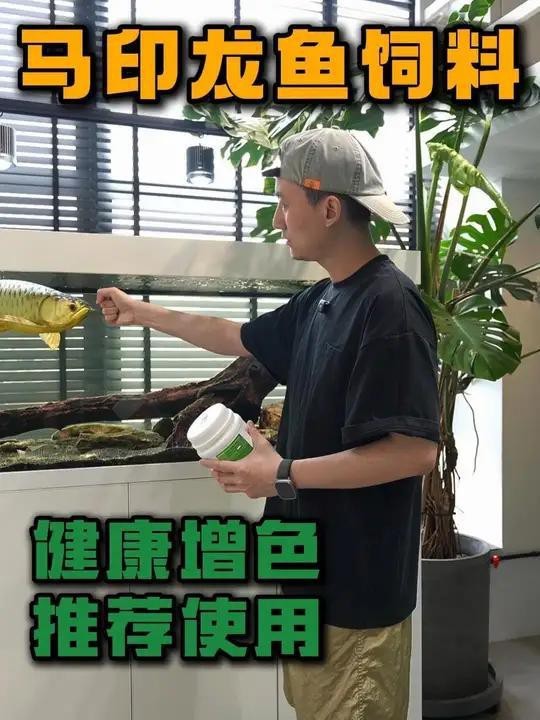 龍魚發色期間如何喂養？