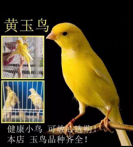 紅綠辣椒塊圖片大全大圖