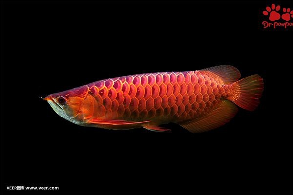 金龍魚圖片大全大圖銀龍魚(金龍魚圖片大全圖片)