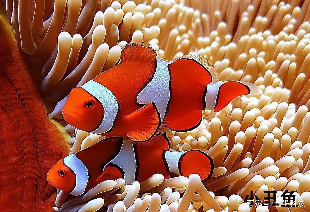 十大海水觀賞魚排名榜