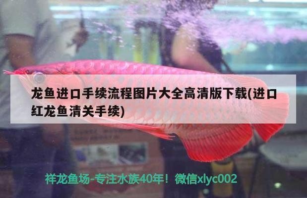 銀龍魚魚鱗發黑怎么回事啊（銀龍魚魚鱗發黑怎么回事啊圖片）