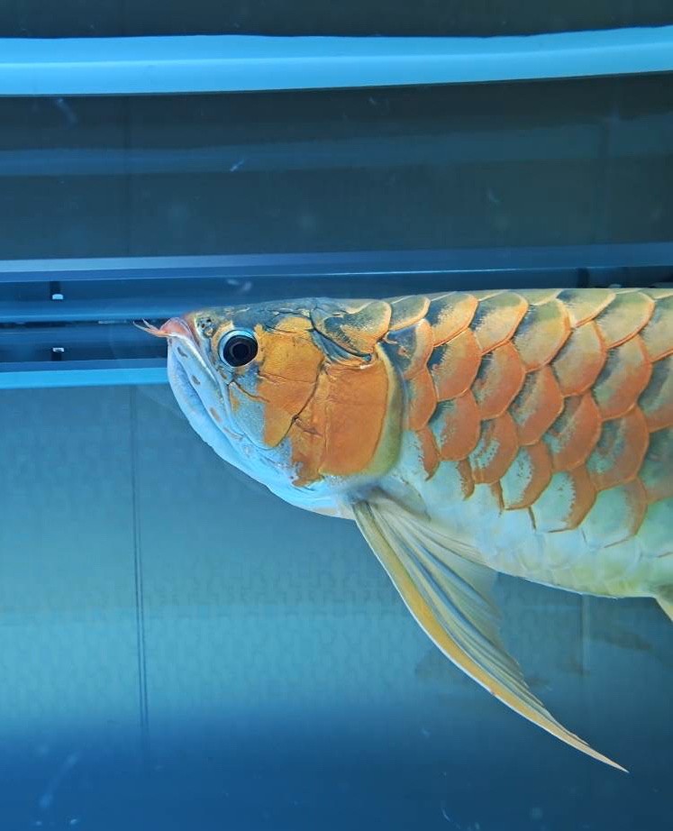 飼育計劃第三部：探店訪友看魚走起