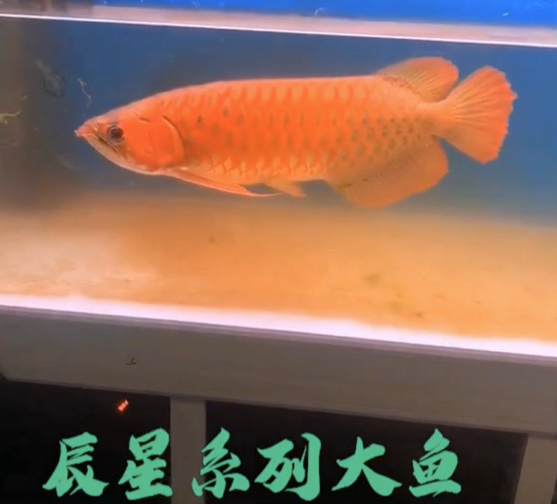 飼育計劃第三部：探店訪友看魚走起