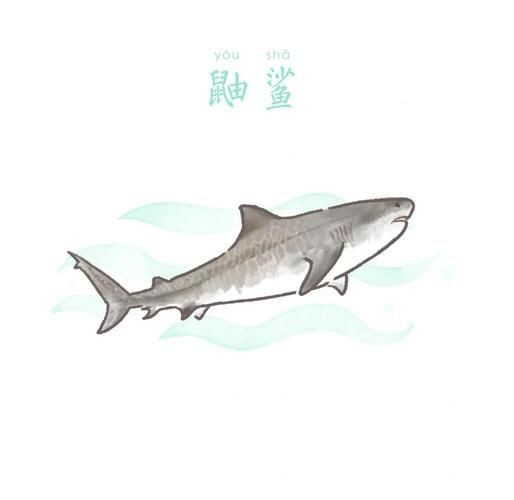 虎皮鯊魚(yú)圖片