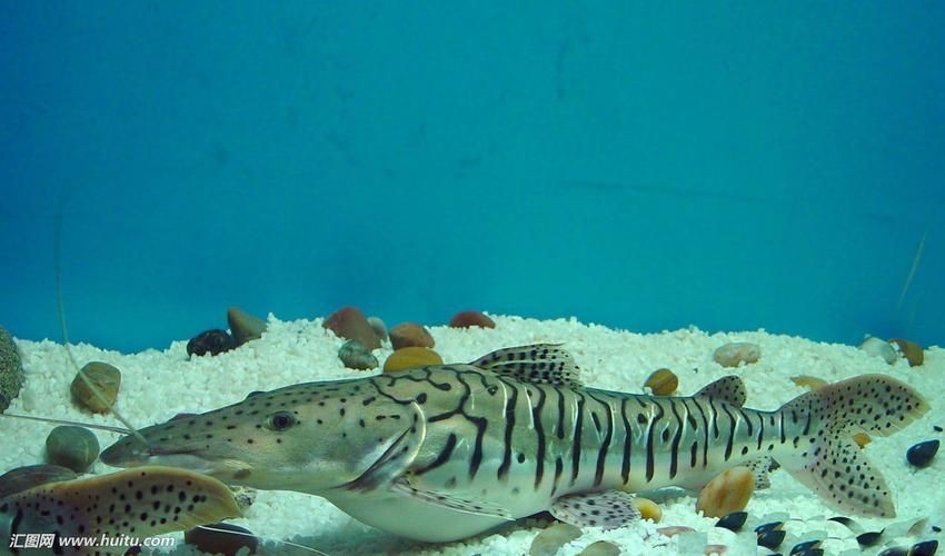 虎皮鯊魚(yú)圖片