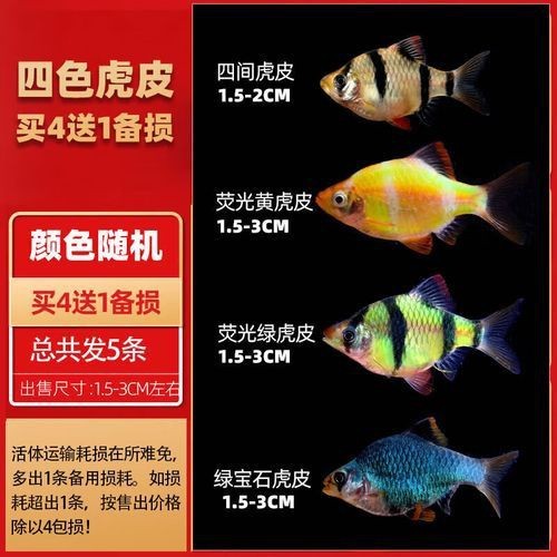 虎皮鯊魚(yú)圖片