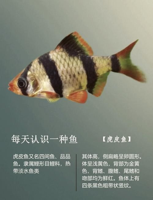 虎皮鯊魚(yú)圖片