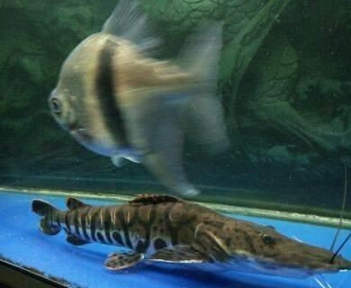 虎皮鯊魚(yú)圖片
