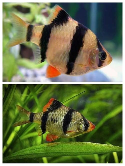 虎皮鯊魚(yú)圖片