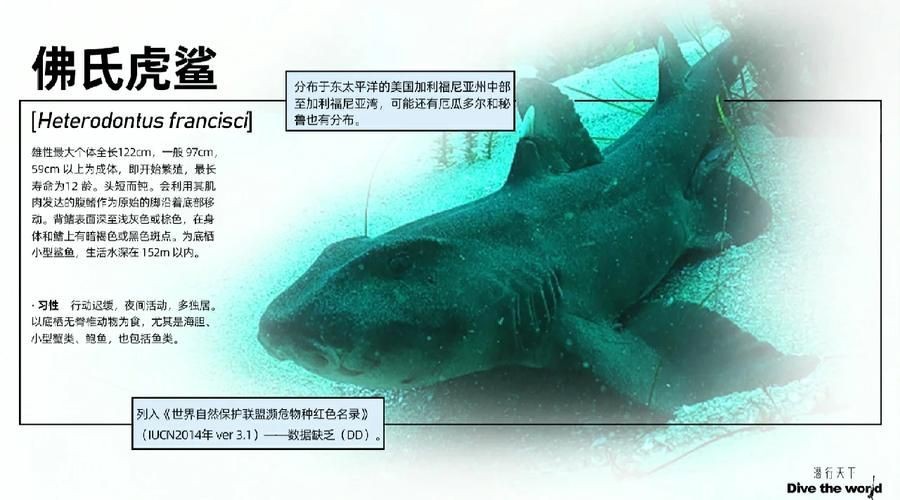 虎皮鯊魚(yú)圖片