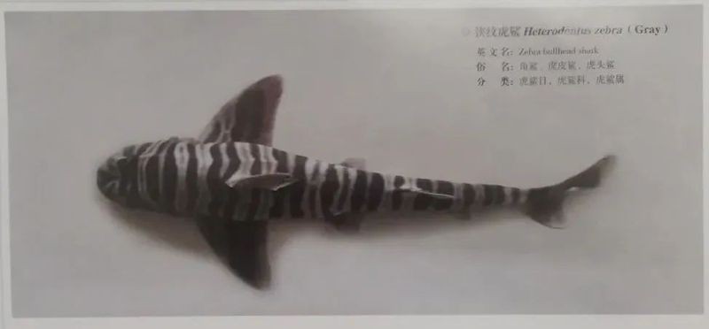 虎皮鯊魚(yú)圖片
