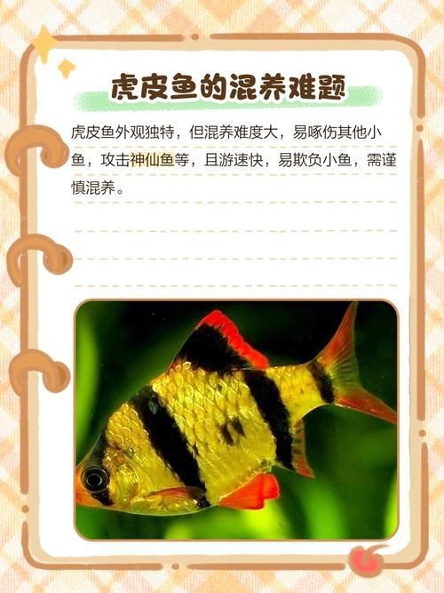 虎皮鯊魚(yú)圖片