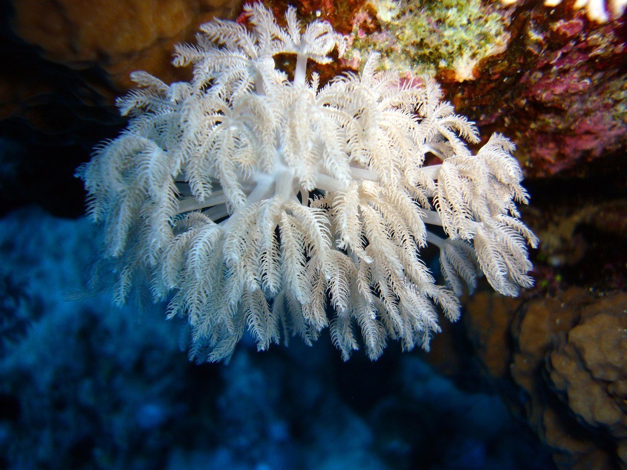 水族四大特產是什么