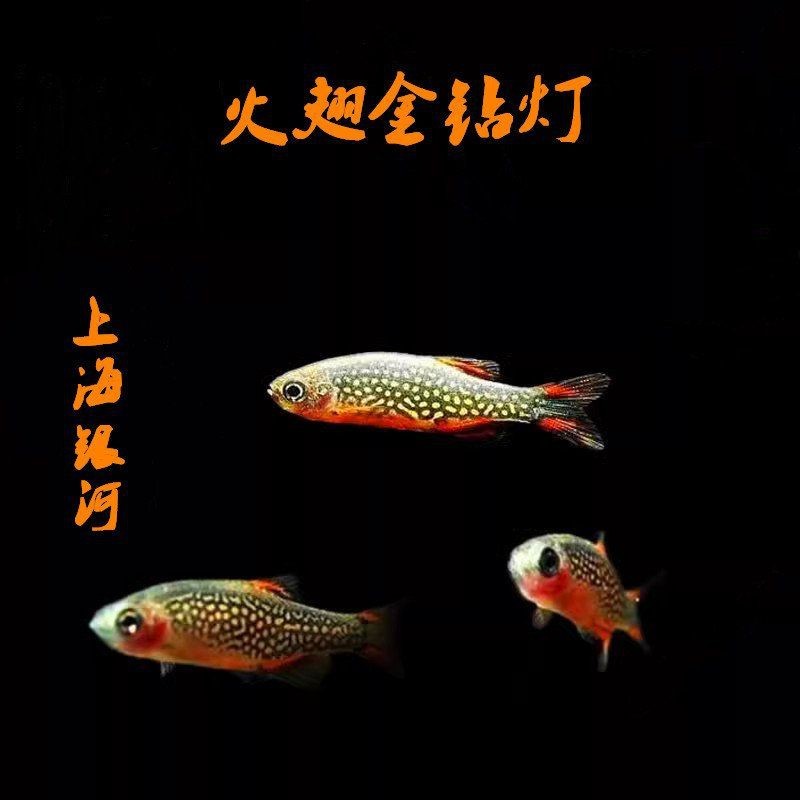 火翅金鉆魚好不好養