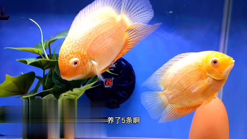 深海金菠蘿魚為何禁售 深海金菠蘿魚為何禁售 龍魚論壇 第4張