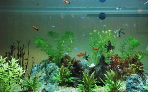 福州市臺江怡然水族店（福州市臺江怡然水族店地址）
