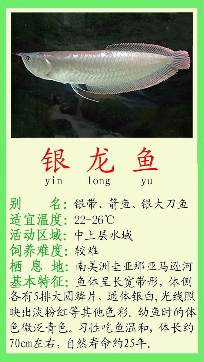 白銀龍魚價(jià)格表圖片