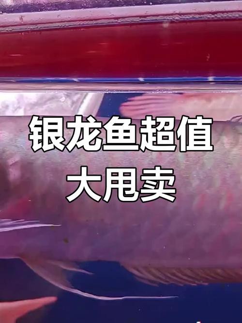 白銀龍魚價(jià)格表圖片