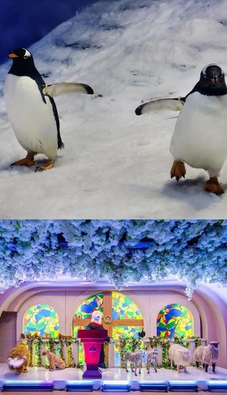 廣州哪個海洋館比較好