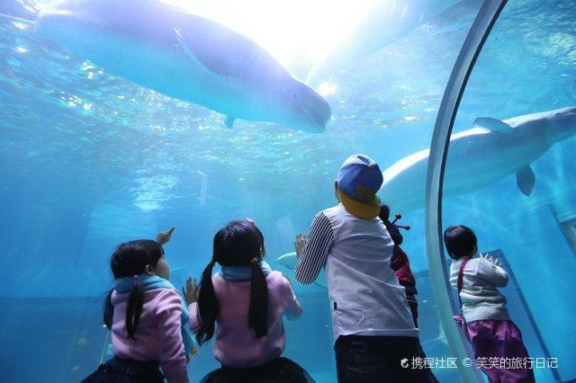 廣州哪個海洋館比較好