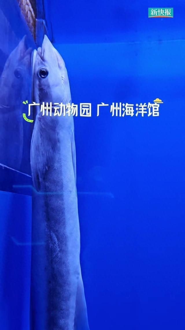 廣州哪個海洋館比較好