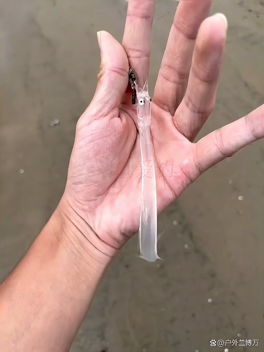 紅勾銀魚是兇魚還是吉魚
