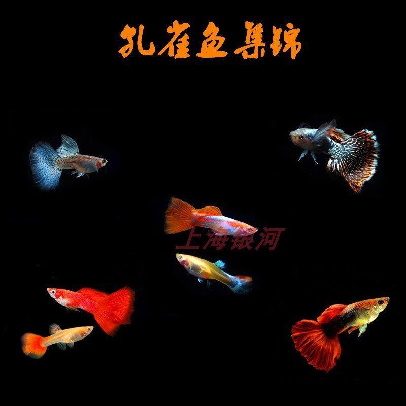 紅眼火炬孔雀魚