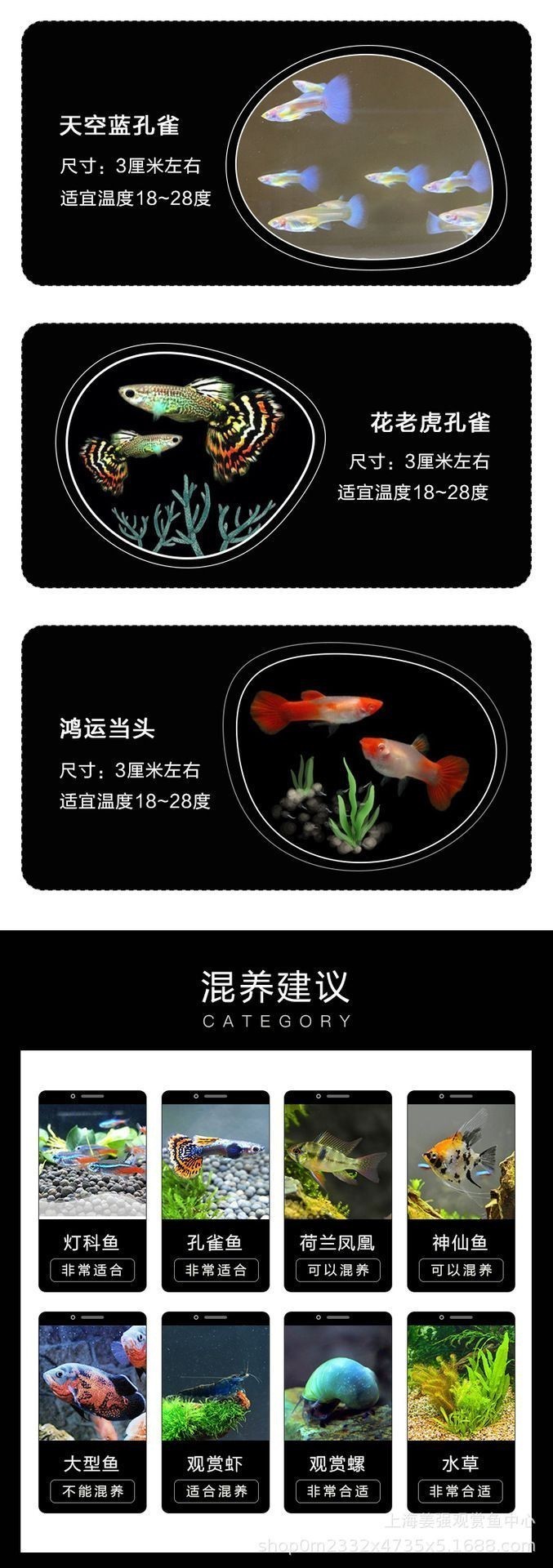 紅眼火炬孔雀魚