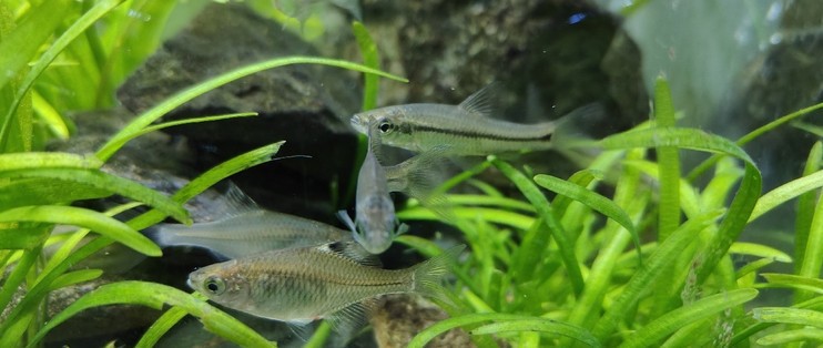 魚缸多久清理一回（如何判斷魚缸水質好壞）