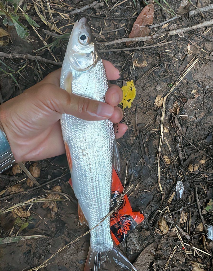 紅尾平克魚最簡單三個(gè)步驟
