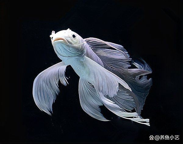 蝴蝶鯉的品種,有幾種,圖片看看