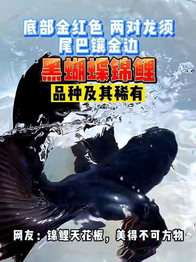 蝴蝶鯉的品種,有幾種,圖片看看
