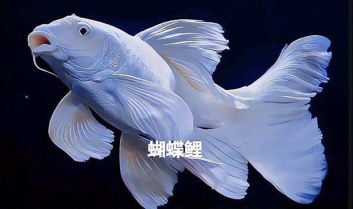 蝴蝶鯉的品種,有幾種,圖片看看