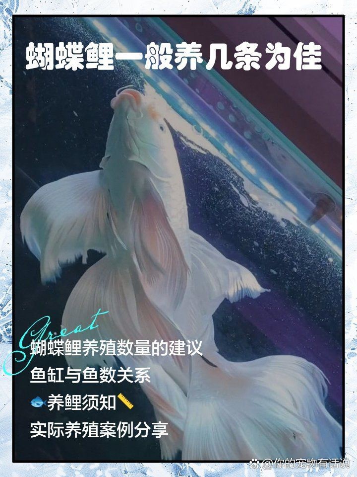 蝴蝶鯉一般養幾條最旺