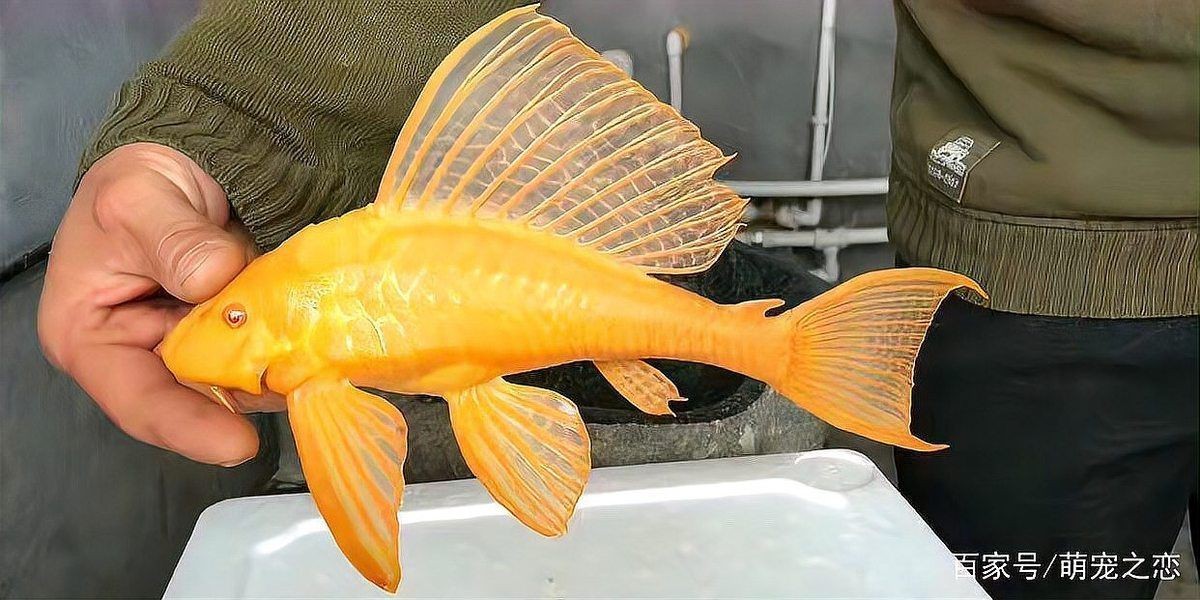 胡子魚和大帆有啥區(qū)別