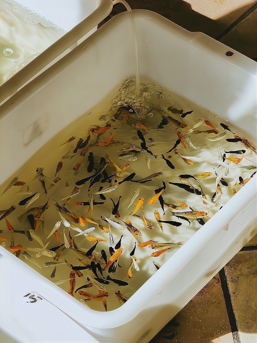 金魚快速長大的方法