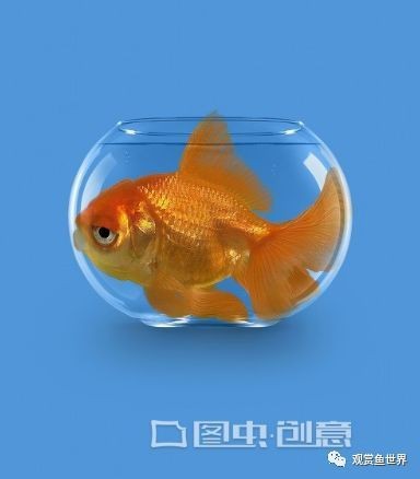 金魚快速長大的方法