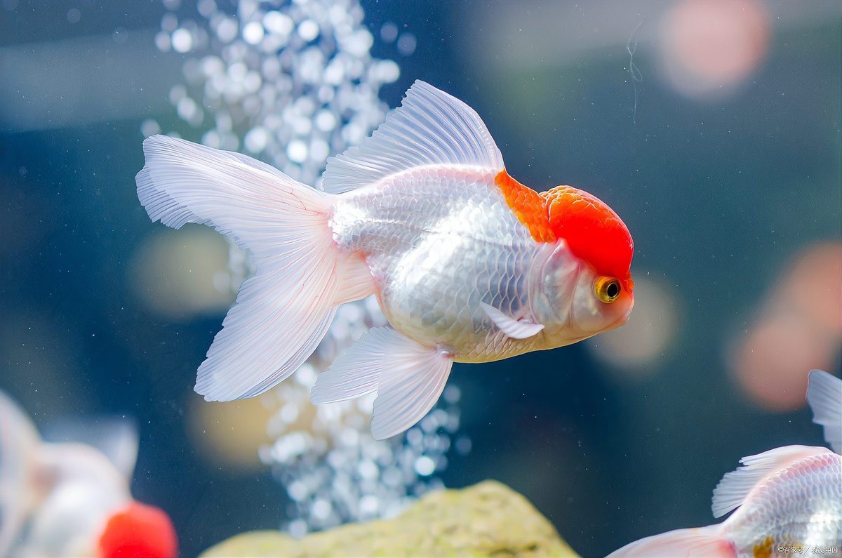 金魚快速長大的方法