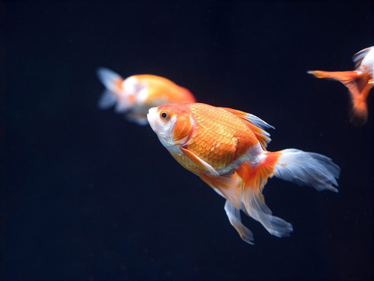 金魚快速長大的方法